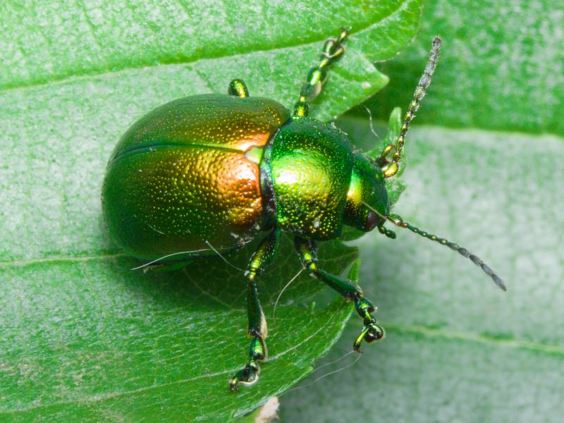 Chrysolina graminis (Linnaeus, 1758)